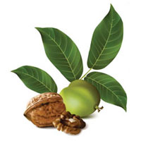 قیمت نهال گردو