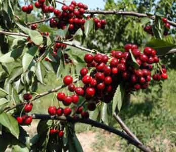 قیمت نهال آلبالو مونت مورنسی