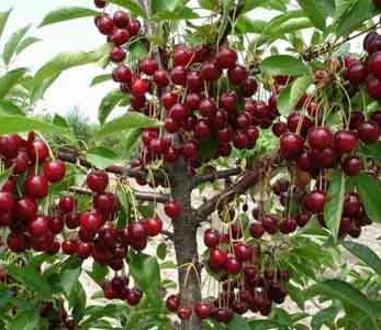 قیمت نهال آلبالو خوشه ای مورلو