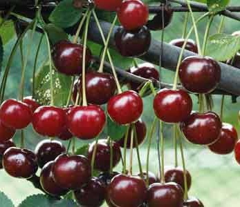 قیمت نهال آلبالو محلی