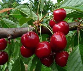 قیمت نهال آلبالو مجاری پیش رس