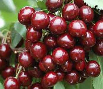 قیمت نهال آلبالو مجارستانی دیررس