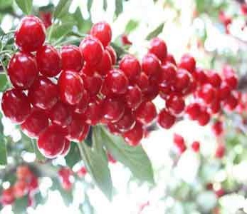 قیمت نهال آلبالو گیسی
