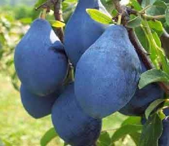 خرید نهال آلو رویال بلک