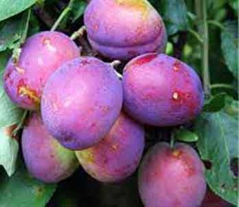خرید نهال آلو بوربانک