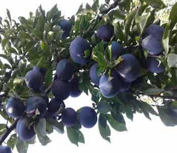 خرید نهال آلو لاتیتیا