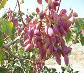 خرید نهال پسته نوق