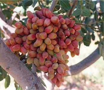 خرید نهال پسته کله قوچی