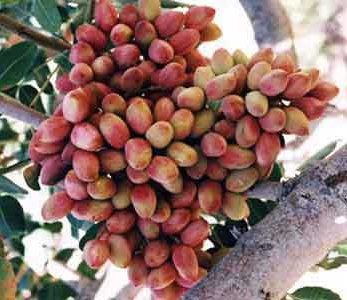 خرید نهال پسته فندقی غفوری