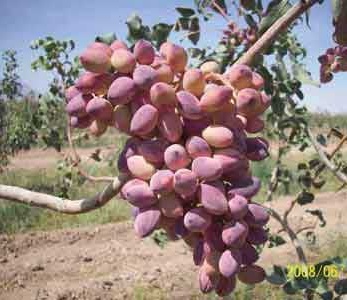 خرید نهال پسته شاه پسند