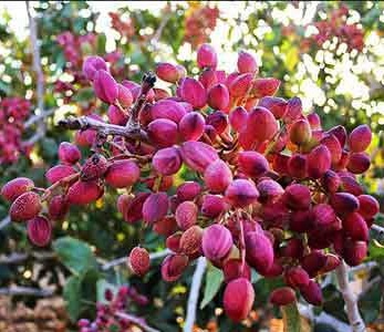 خرید نهال پسته اوحدی