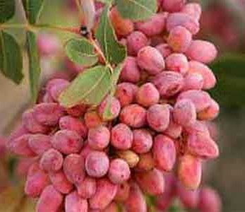 خرید نهال پسته اکبری