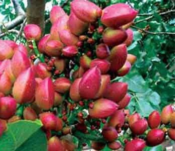 خرید نهال پسته اکبر ممتاز