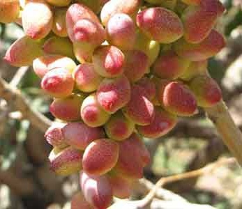 خرید نهال به اصفهان - به کوزه ای