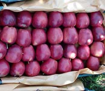 خرید نهال سیب مشهدی نوری مراغه