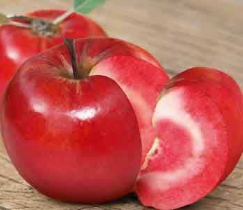 خرید نهال سیب تو سرخ