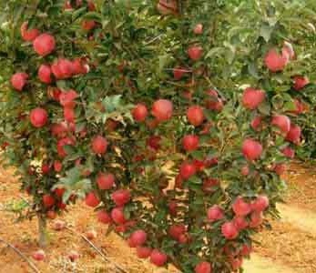 خرید نهال سیب پایه کوتاه - سیب پایه مالینگ