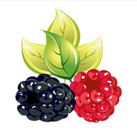 قیمت نهال توت
